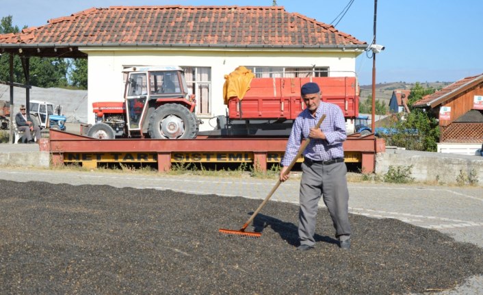 Havza'da ayçiçeği alımı devam ediyor