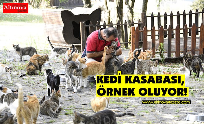 KEDİ KASABASI, ÖRNEK OLUYOR!