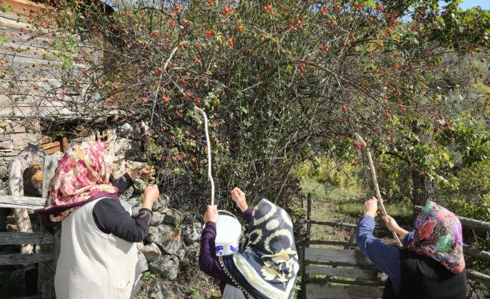 Kuşburnu Mesudiye'nin yeni geçim kaynağı