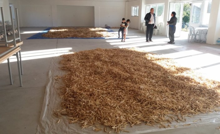 Mengen'de fasulye hasadı yapıldı