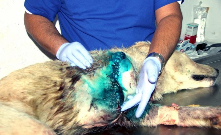 Ordu'da silahla yaralanan köpeğin ayağı kesildi