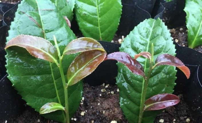 Rize'ye çay gen havuzu kazandırılacak