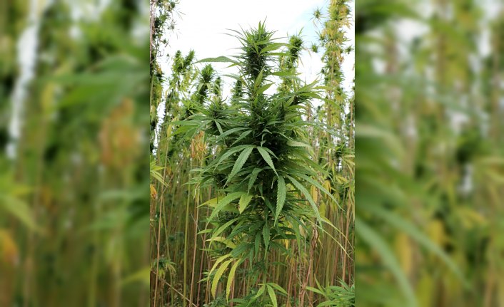 Samsun'da kenevir tohumu hasadı başladı