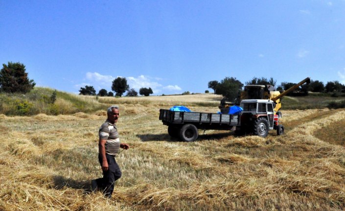 Siyez buğdayında verim yüz güldürüyor