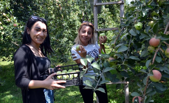 Tescilli Amasya misket elmasında hasat zamanı