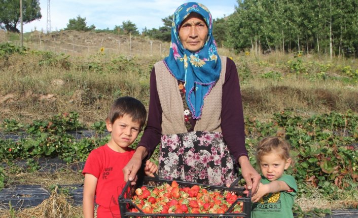 Devlet desteğiyle 60 yaşında çilek üretimine başladı