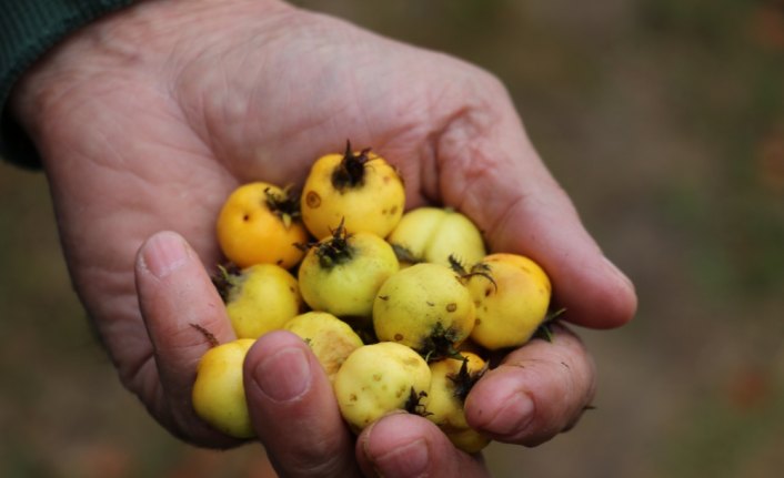 Doğal ilaç dağ meyvesi: 
