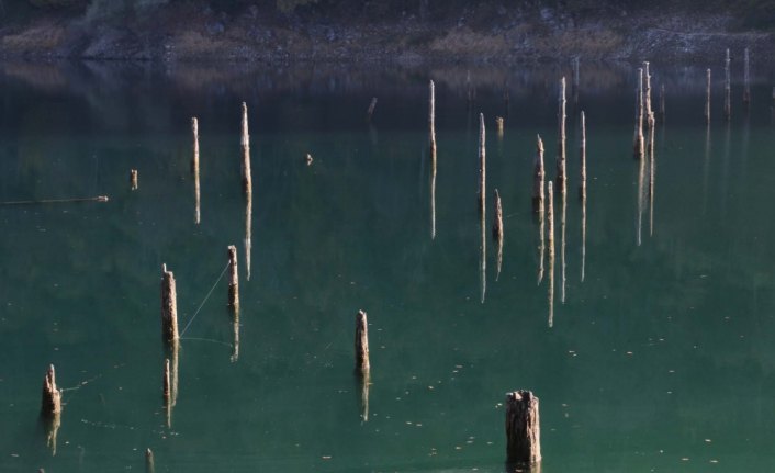 Göldeki ağaçlar, sular çekilince ortaya çıktı