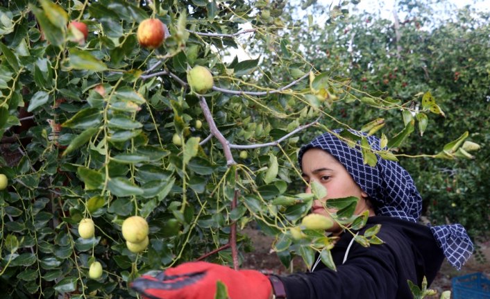 Hünnap üretimin artırılması hedefleniyor