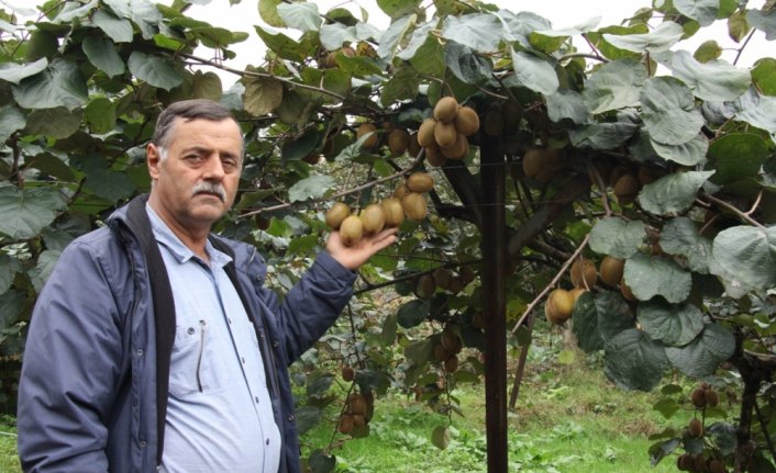 Kivi üreticilerine erken hasat uyarısı