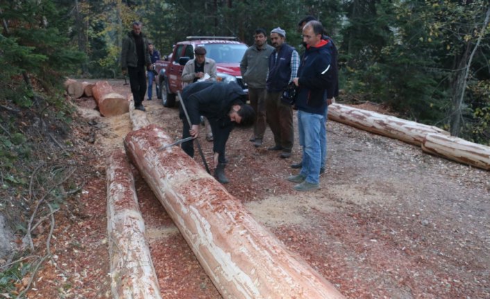 Mudurnu'da ormancılık faaliyetleri