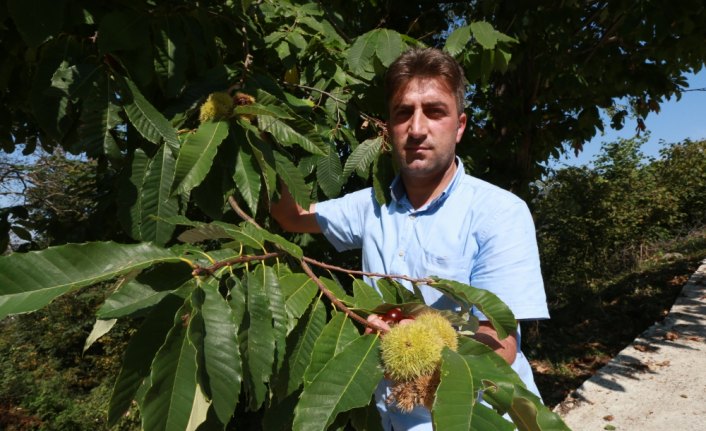 Nebiyan kestanesi üreticisinin yüzünü güldürüyor