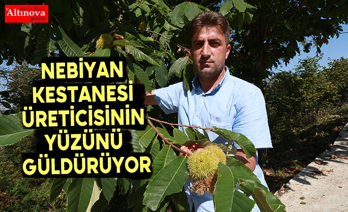 Nebiyan kestanesi üreticisinin yüzünü güldürüyor