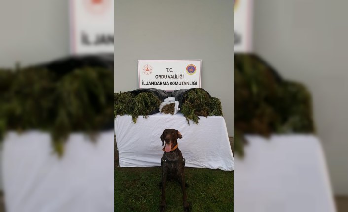 Ordu'da 16 kilogram esrar ele geçirildi