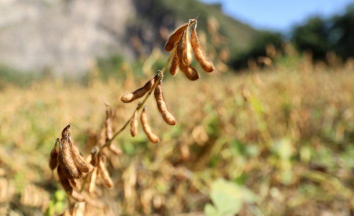 Ordu'da soya fasulyesinin üretimi yaygınlaştırılacak