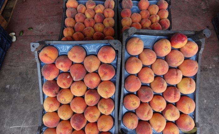 Rusya'ya en çok şeftali ihraç edildi