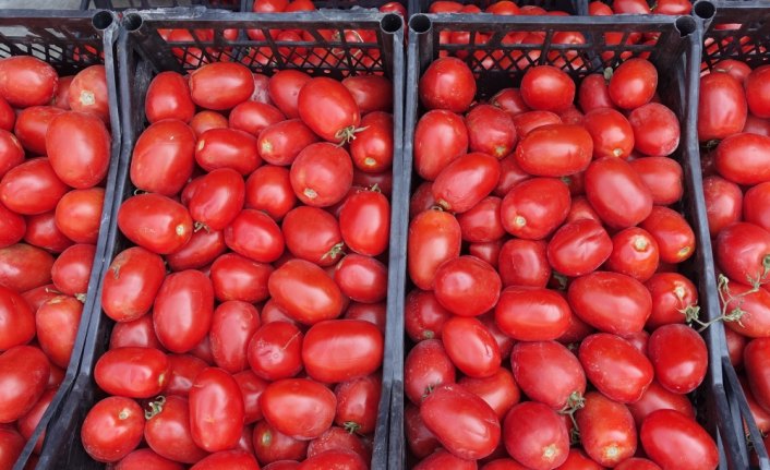 Rusya'ya yaş meyve sebze ihracatı kazandırıyor