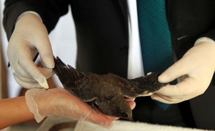 Şırıngayla beslenerek büyütülen ebabil kuşları doğaya salınıyor