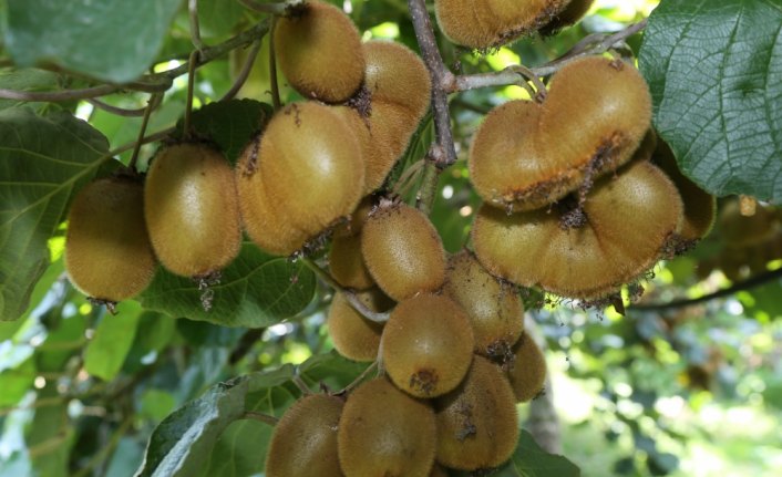 Türkiye'de kivi üretimi artıyor