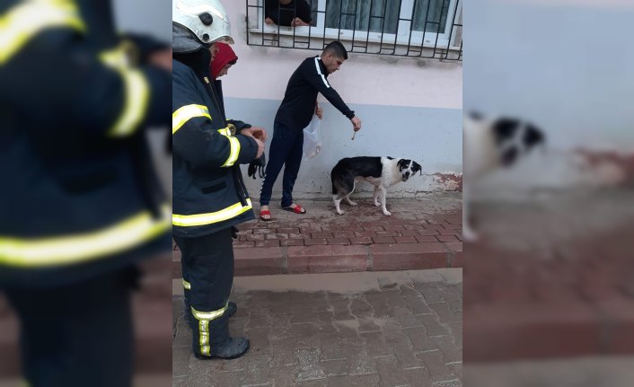 Asansör boşluğunda mahsur kalan köpeği itfaiye kurtardı