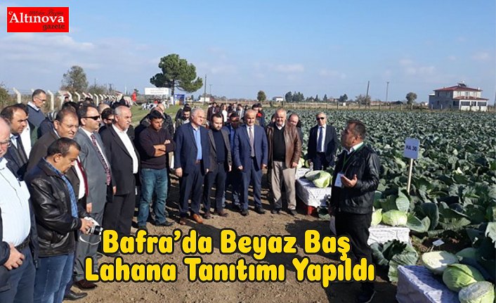 Bafra’da Beyaz Baş Lahana Tanıtımı Yapıldı
