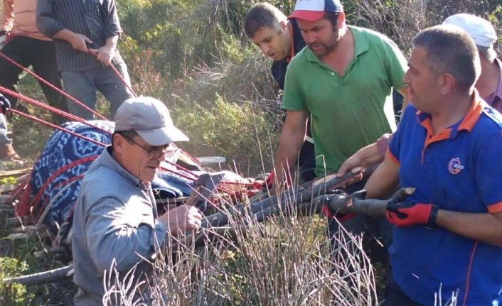 Bartın'da çalılığa düşen gebe ineği ağaç sedyeyle kurtardılar