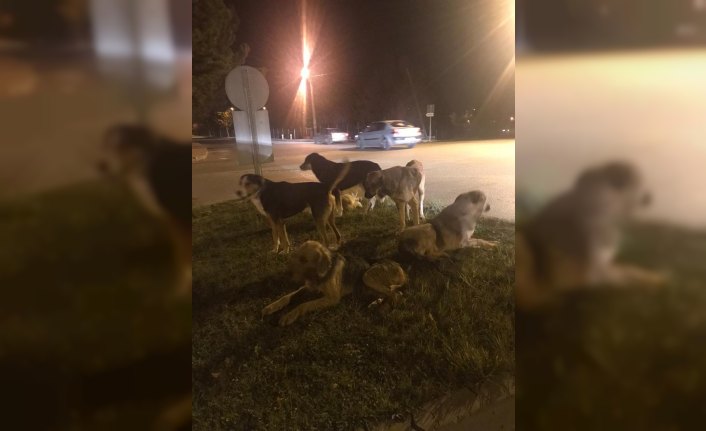 Bolu Valiliğinden kedilerin ölü bulunmasına ilişkin açıklama