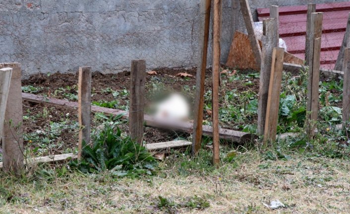 Bolu'da hayvana şiddet iddiası