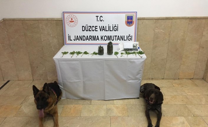 Düzce'de 17 kök kenevir ele geçirildi