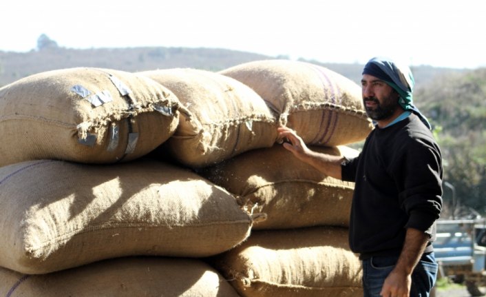 Fındık fiyatları üreticinin beklentisine uygun seyrediyor