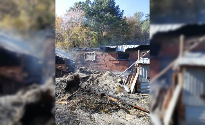 Göynük'te çıkan yangında 10 büyükbaş hayvan telef oldu