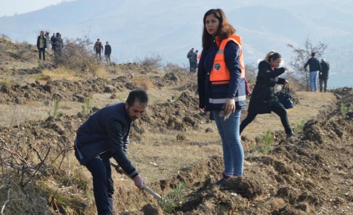 Havza'da öğretmenler fidan dikti