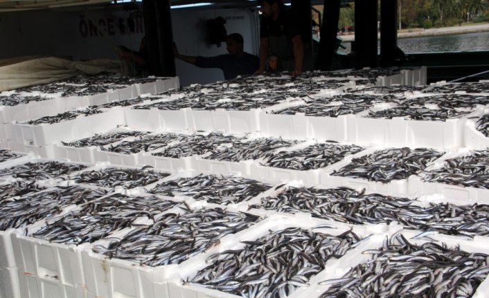 Karadeniz’de hamsi bolluğu