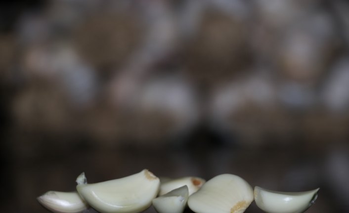 Taşköprü sarımsağında fiyatlar dengelendi