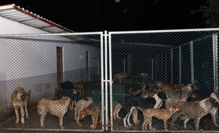 Ünye'de hayvan barınağındaki köpekler Bafra ilçesine getirildi