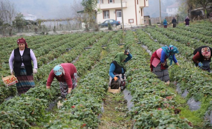 Yüksek sıcaklıklar çilek hasadında süreyi uzattı