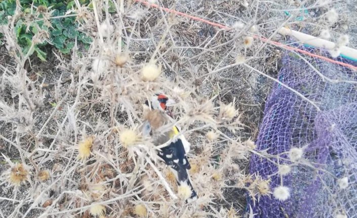 Zonguldak'ta saka kuşlarını yakalayan avcılara 3 bin 300 lira ceza