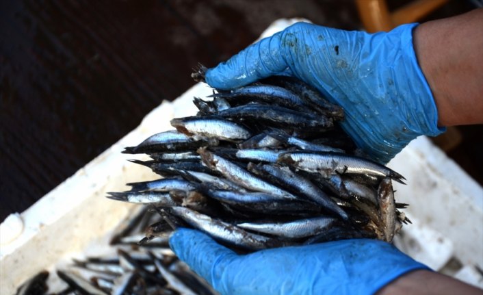 Akçakoca'daki festivalde 5 bin kişiye 2 ton hamsi ikram edildi