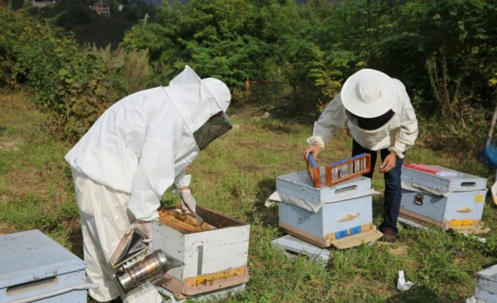 Arı üreticileri 
