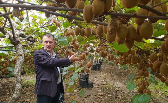 Çarşamba Ovası'nda kivi üretimi