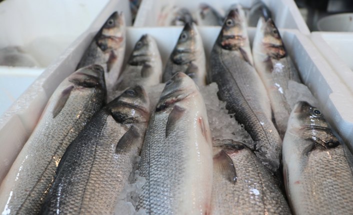 Doğu Karadeniz'den su ürünleri en fazla Rusya'ya ihraç edildi