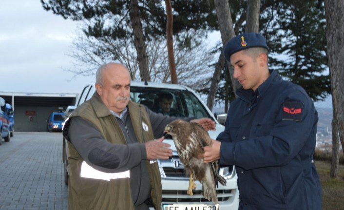 Havza'da jandarma yaralı şahine sahip çıktı