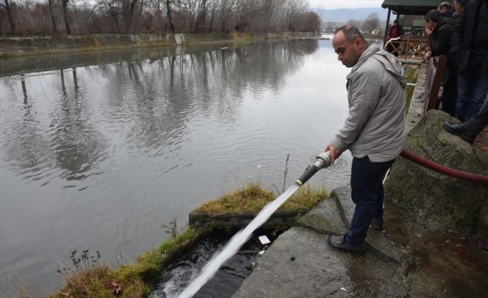 Kastamonu'daki Gökırmak'ta toplu balık ölümleri