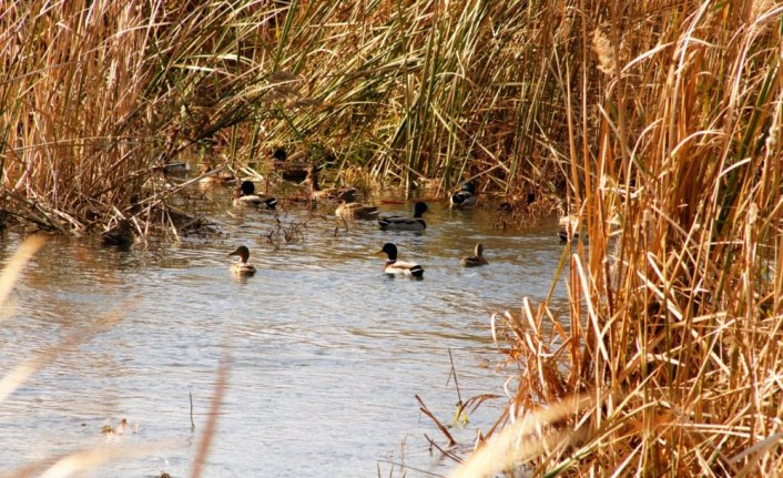 Kızılırmak Deltası Kuş Cenneti'ndeki su kuşları artıyor