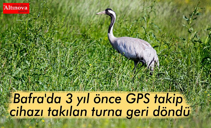 Samsun'da 3 yıl önce GPS takip cihazı takılan turna geri döndü