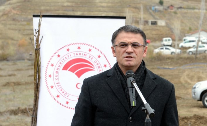Tokat'ta bin ceviz fidanı toprakla buluşturuldu