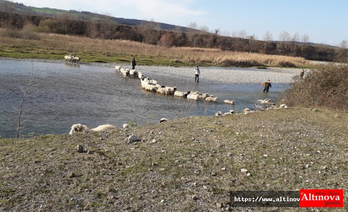 Bafra'da mahsur kalan hayvanlar kurtarıldı