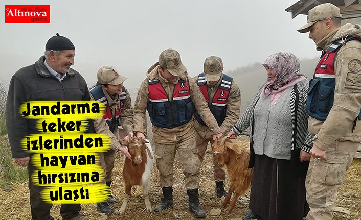 Jandarma teker izlerinden hayvan hırsızına ulaştı