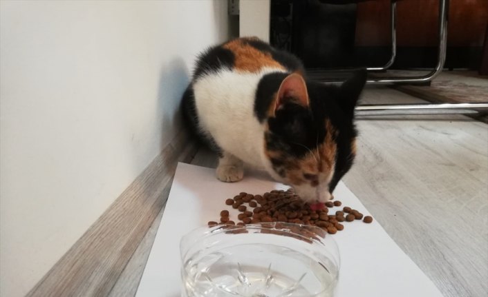 Karabük'te köprü ayağında mahsur kalan kedi yavrusu kurtarıldı