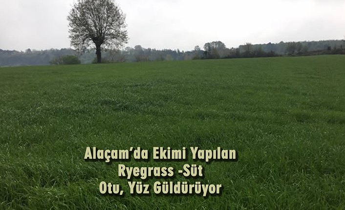 Alaçam’da Ekimi Yapılan Ryegrass -Süt Otu, Yüz Güldürüyor